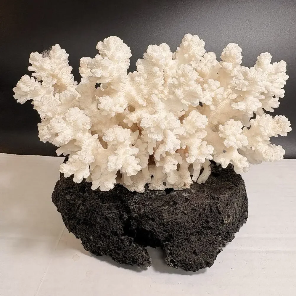 Large Coral Tree on Lava Natural White Branching Acropora Beach Decor Sea Shells